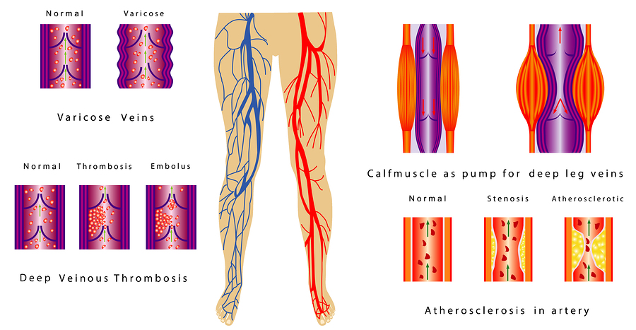 vascular system in legs