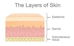 layers of skin